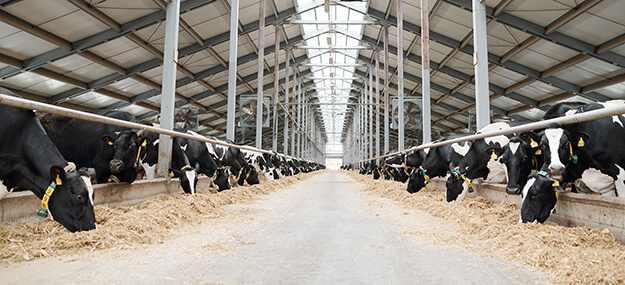 Interior of agricultural livestock barn with dairy cows in active farming facility